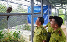 Vườn quốc gia Bạch Mã tiếp nhận nhiều cá thể trĩ sao quý hiếm