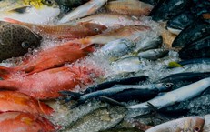 7 loại cá tốt cho sức khỏe nên ăn thường xuyên