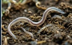 Nhiều người ở Khánh Hòa nhiễm loại giun mà bác sĩ cảnh báo cần điều trị sớm
