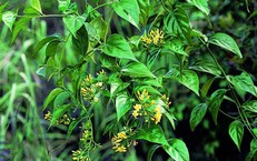 Học sinh lớp 8 tử vong sau khi tò mò ăn thử lá ngón