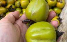 Cách lựa chọn và ăn hồng ngâm vừa ngon vừa an toàn