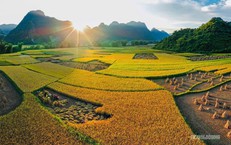 Mùa vàng rực rỡ ở Trùng Khánh, Cao Bằng
