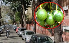 Bé trai 12 ngày tuổi tử vong thương tâm vì quả bơ trên cây rơi trúng đầu