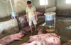 Sét đánh trúng đàn lợn hơn 50 con đang chờ xuất bán, nông dân trắng tay