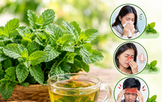 Bạc hà: Vị thuốc Nam quen thuộc và những bài thuốc chữa bệnh thường gặp