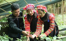 Giữ gìn nguồn tài nguyên quý cho tương lai dược liệu Việt