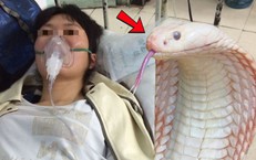 Bị rắn trắng cắn khi đang hái chè, nữ công nhân cấp cứu nguy kịch