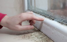 Nấm mốc trong nhà liên quan thế nào đến các triệu chứng hô hấp, dị ứng?
