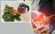 Cách dùng nước lá vú sữa giúp giảm trào ngược acid dạ dày