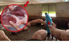 Hơn 10.000 tấn thịt lợn được tạo nạc bằng chất cấm, nguy cơ gây ung thư