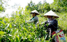 Chuẩn hóa vùng trồng, nâng giá trị dược liệu Việt