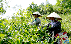 Chuẩn hóa vùng trồng, nâng cao giá trị dược liệu Việt