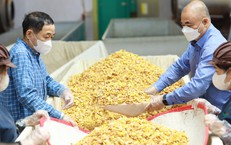 Trà hoa vàng từ bảo tồn nguồn gen đến phát triển vùng dược liệu
