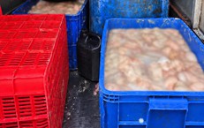Ô tô chở 820kg lòng lợn bốc mùi hôi thối ở Phú Thọ