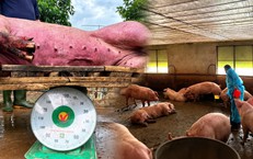 Chất tạo nạc Salbutamol trong thịt heo: Nấu chín có hết độc?