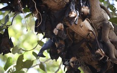 Nghiên cứu vaccine Nipah tăng tốc khi Ấn Độ tiếp tục ghi nhận ca nhiễm mới