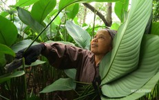 Tràng Cát những ngày giáp Tết: 'Thủ phủ' lá dong xuyên đêm cho vụ mùa lớn nhất năm