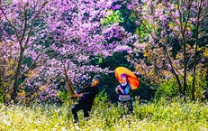 Gửi theo mùa xuân thơ ấu