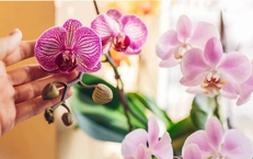 Giữ sắc xuân trọn vẹn: Cách chăm sóc hoa Tết để bền đẹp, tránh rủi ro đầu năm