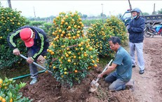 Thị trường hoa, cây cảnh Tết: Nơi trầm lắng, nơi cháy hàng