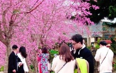 Nơi mùa xuân rực rỡ mai anh đào, hút khách check-in