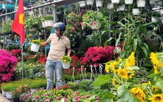 Người dân TPHCM nô nức trang hoàng nhà cửa, tất bật sắm mai, đào đón Tết