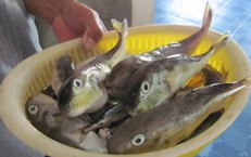 Bộ Y tế: Khẩn trương làm rõ vụ nghi ngộ độc thực phẩm do ăn cá nóc tại Quảng Ninh