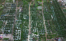 Cận Tết ở làng trồng hoa nổi tiếng bên bờ sông Hiếu