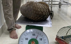 Gặp tê tê quý hiếm khi đi thả cua