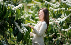 Mê mẩn mùa hoa cà phê ở Tây Nguyên