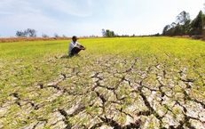 Thủ tướng ra công điện ứng phó xâm nhập mặn, hạn hán, cháy rừng