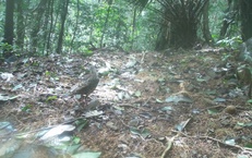 Hình ảnh mới nhất về những loài chim quý hiếm vừa được ghi nhận qua bẫy ảnh