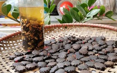 Bài thuốc quý từ loại hạt có độc