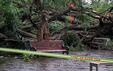 Hà Nội: Cây si cổ tại vườn hoa Lý Tự Trọng gãy đổ, 2 người bị thương