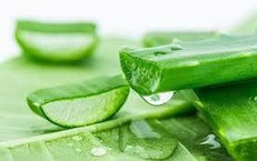 Nguyên liệu nào có thể kết hợp với nha đam để giảm mụn và phục hồi da?