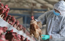 Ấn Độ cảnh báo nguy cơ lây lan cúm gia cầm từ chim hoang dã sang người