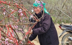 Nhịp xuân trên chợ đào đá Sa Pa