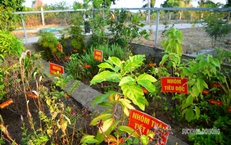 Những 'tủ thuốc xanh' giữa biển khơi