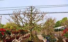 Cận cảnh cây mai được giới chơi hoa định giá hơn 650 triệu