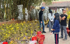 Đào quất xuống phố sớm, chợ Tết vẫn chưa đông