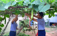 'Công viên xanh' giữa biển trời Tây Nam