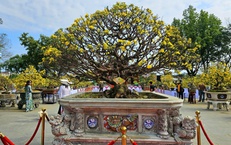 Chiêm ngưỡng dàn mai vàng cổ thụ quý hiếm 'hội tụ' ở Cố đô Huế