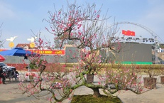 Sắc đào rừng, mai vàng nhuộm thắm Quảng trường Lam Sơn