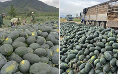 Chỉ 8.500 đồng/kg, vì sao dưa hấu Gia Lai rẻ bất ngờ?
