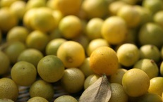 Loại quả nhỏ xíu được trồng khắp Việt Nam, đứng đầu danh sách quả 'tốt nhất thế giới', giá chỉ vài nghìn đồng, ăn cực tốt