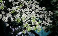 Miền Bắc nắng ráo trước khi đón thêm đợt không khí lạnh tăng cường