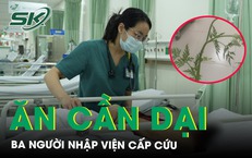 Ăn cần dại ba người nhập viện cấp cứu 