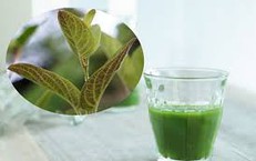 Nước lá mơ có tác dụng gì?