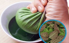 9 bài thuốc từ lá mơ lông (mơ tam thể)