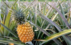 Dứa - vị thuốc tự nhiên cho sức khỏe phụ nữ